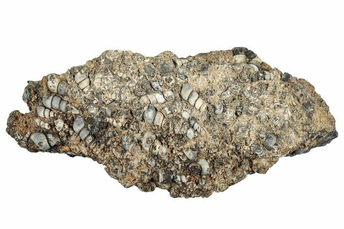 Fossil Freshwater Snails (Elimia) In Limestone - Wyoming #240632